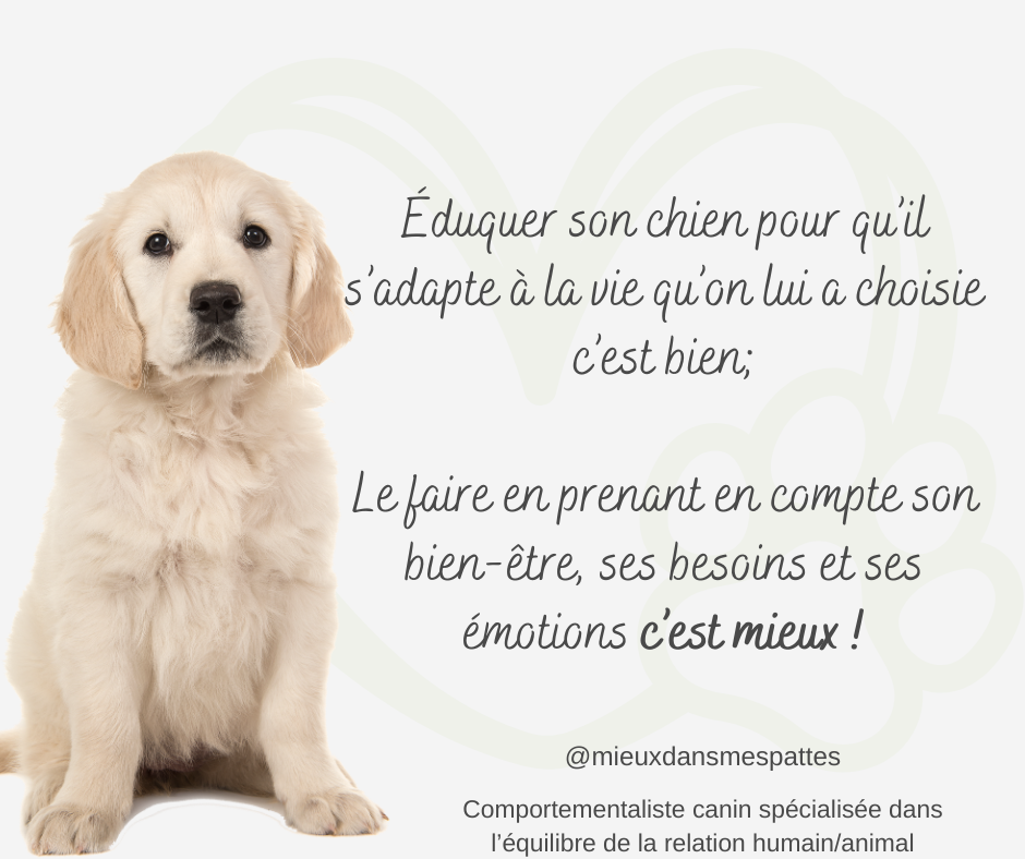education respectueuse chien